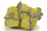 Golden Pyrite on Limonite Clay - Pakistan #283729-1